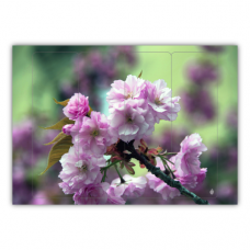 Ordneretikett | Japanische Kirschblüten
